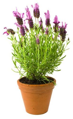Lavender.