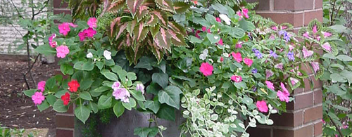 Flowers